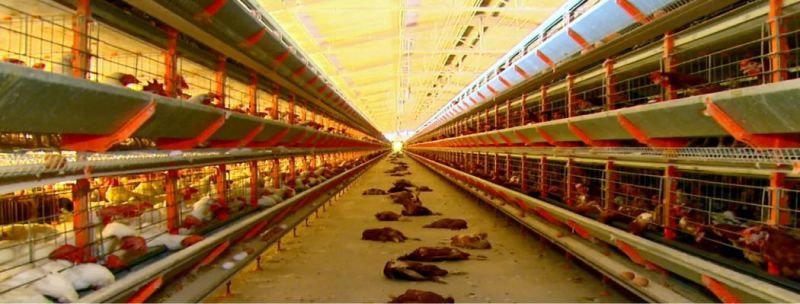Mais de 3 mil galinhas morreram de fome de Descalvado nos últimos dias