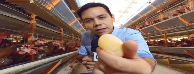 Sem a alimentação ideal, galinhas botam ovos sem casca