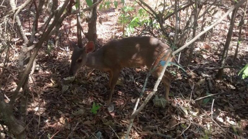 Veado é capturado dentro de sala de ginástica de academia em Uberlândia