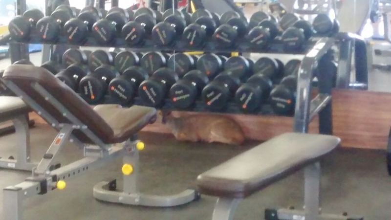 Veado é capturado dentro de sala de ginástica de academia em Uberlândia
